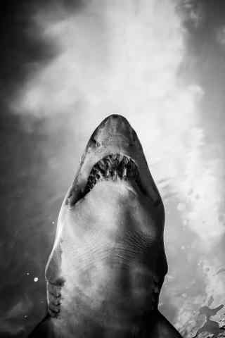 黑白图片大鲨鱼手机壁纸