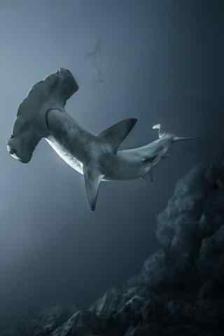 深海下的双髻鲨鱼
