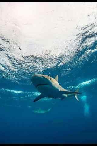 藏在水面下的大白鲨手机壁纸