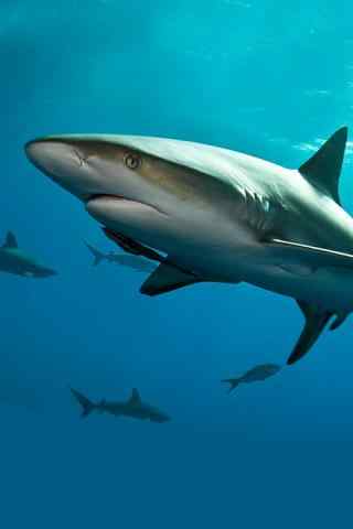 凶猛的大白鲨手机壁纸