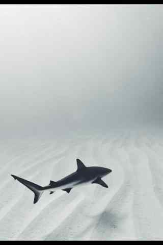 黑白色海洋生物大鲨鱼手机壁纸
