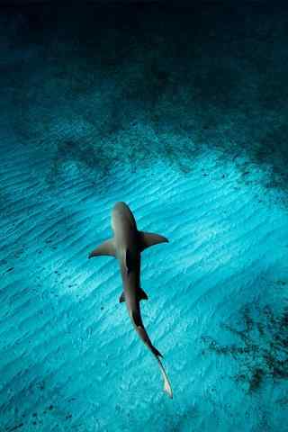 深海下的大鲨鱼手机壁纸