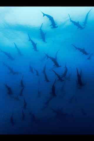 深海下的鲨鱼群手机壁纸