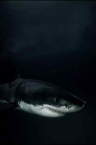 黑夜中的大白鲨手机壁纸