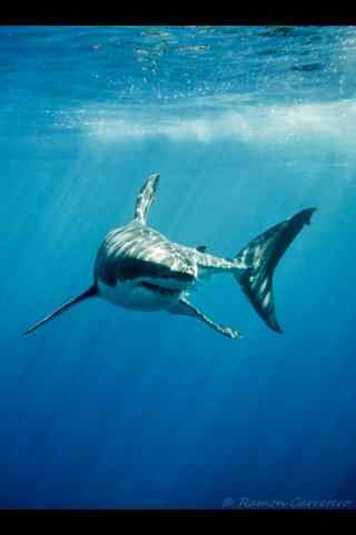 海洋生物大鲨鱼手机壁纸