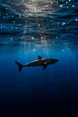 大海下的生物大白鲨手机壁纸