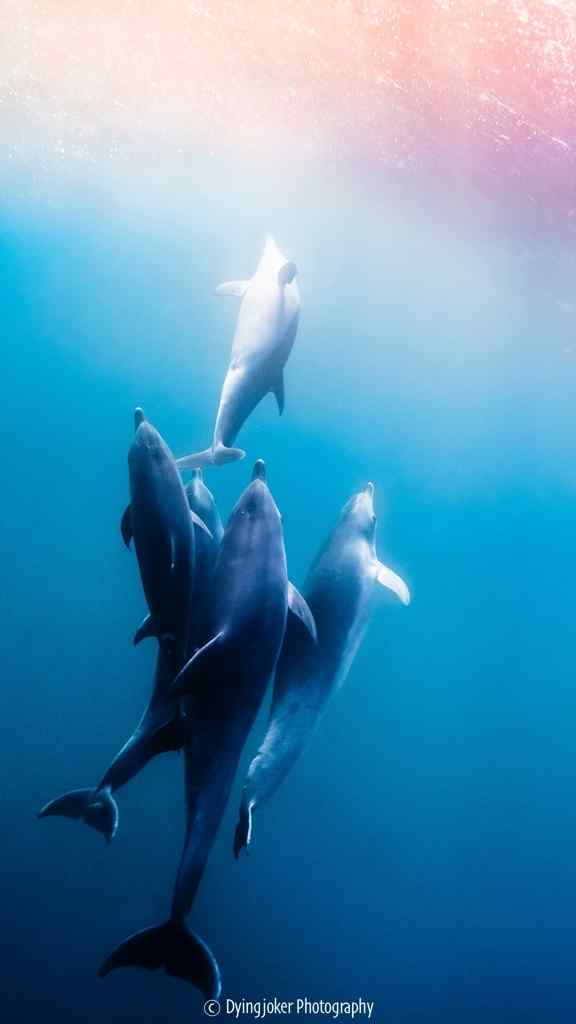 深海下簇拥在一起海豚手机壁纸