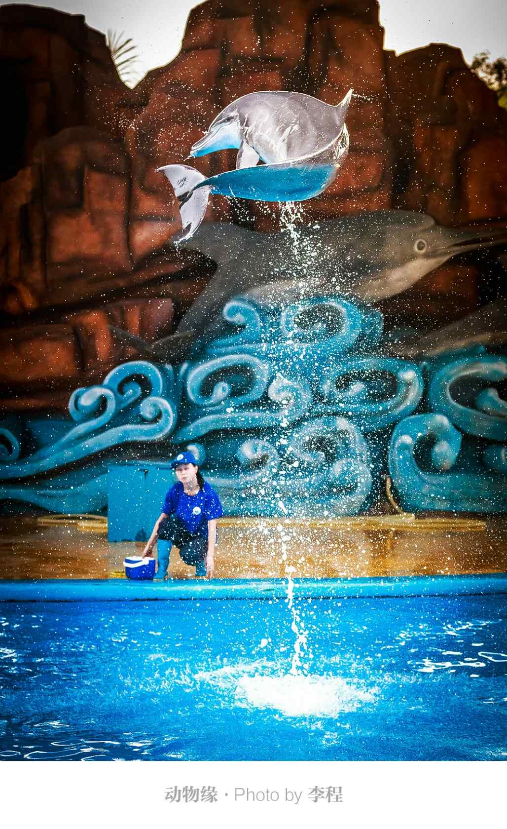 海豚飞跃到空中手机壁纸