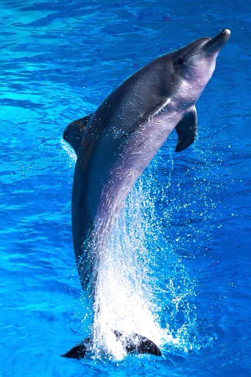 唯美海豚在水下翻腾手机壁纸