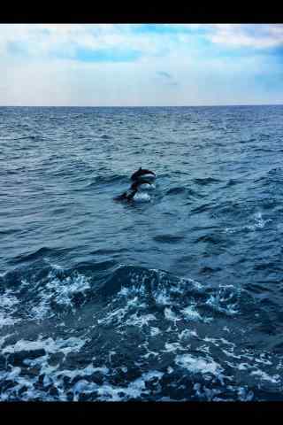 海豚们一起在水中翻跃手机壁纸