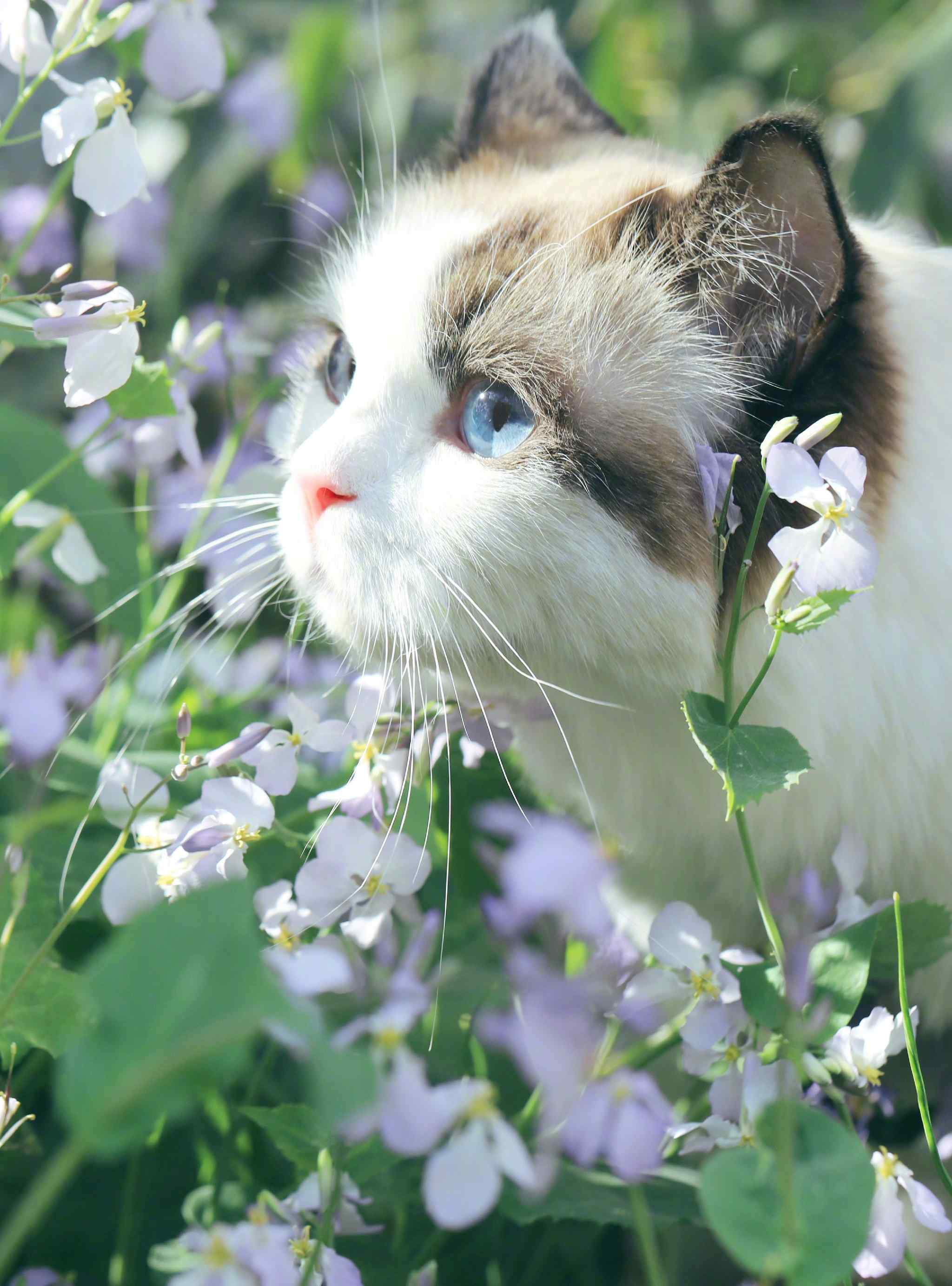 花丛间可爱的布偶猫手机壁纸