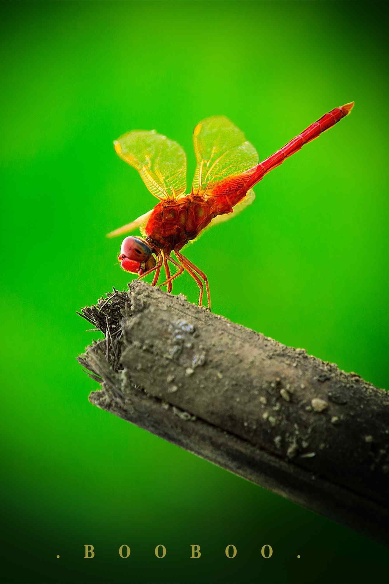 小蜻蜓高清护眼手机壁纸