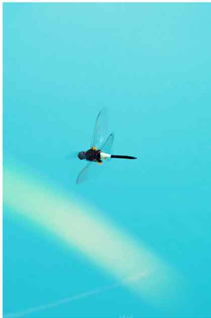 蓝天下的蜻蜓手机壁纸