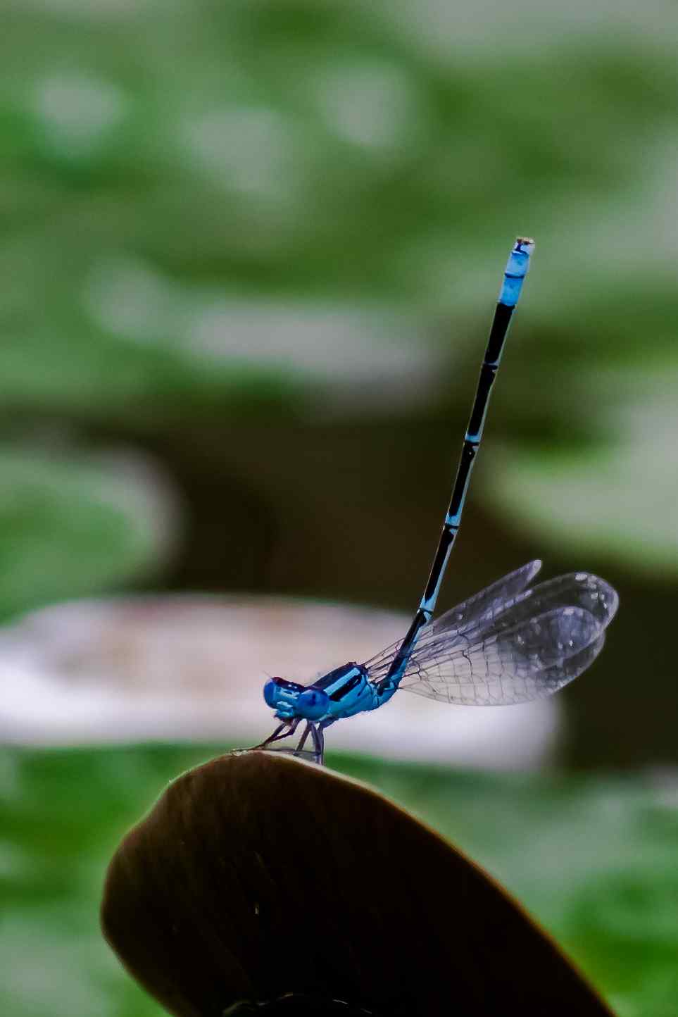蓝蜻蜓手机壁纸