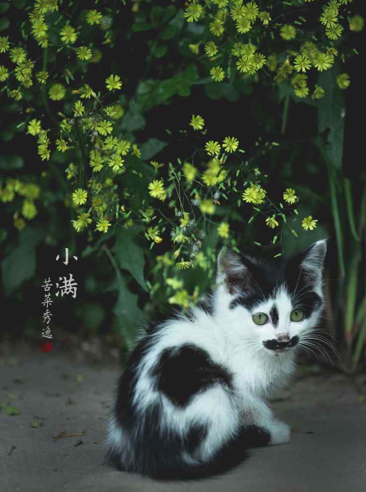 2017年小满之萌萌哒小猫手机壁纸