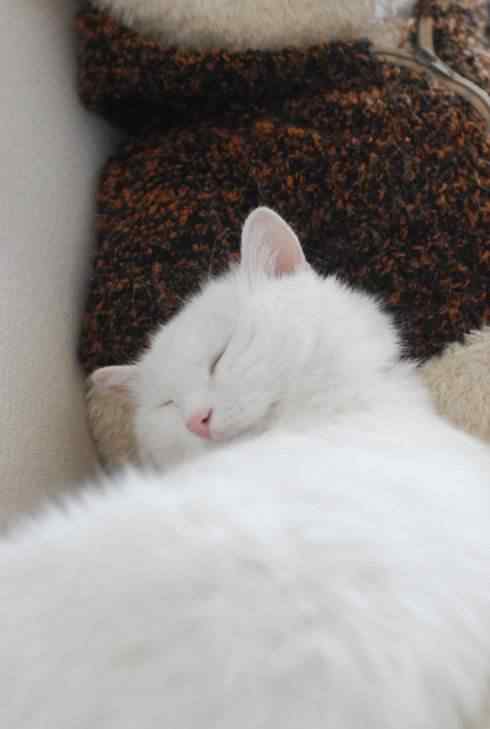 睡着的白色猫咪手机壁纸