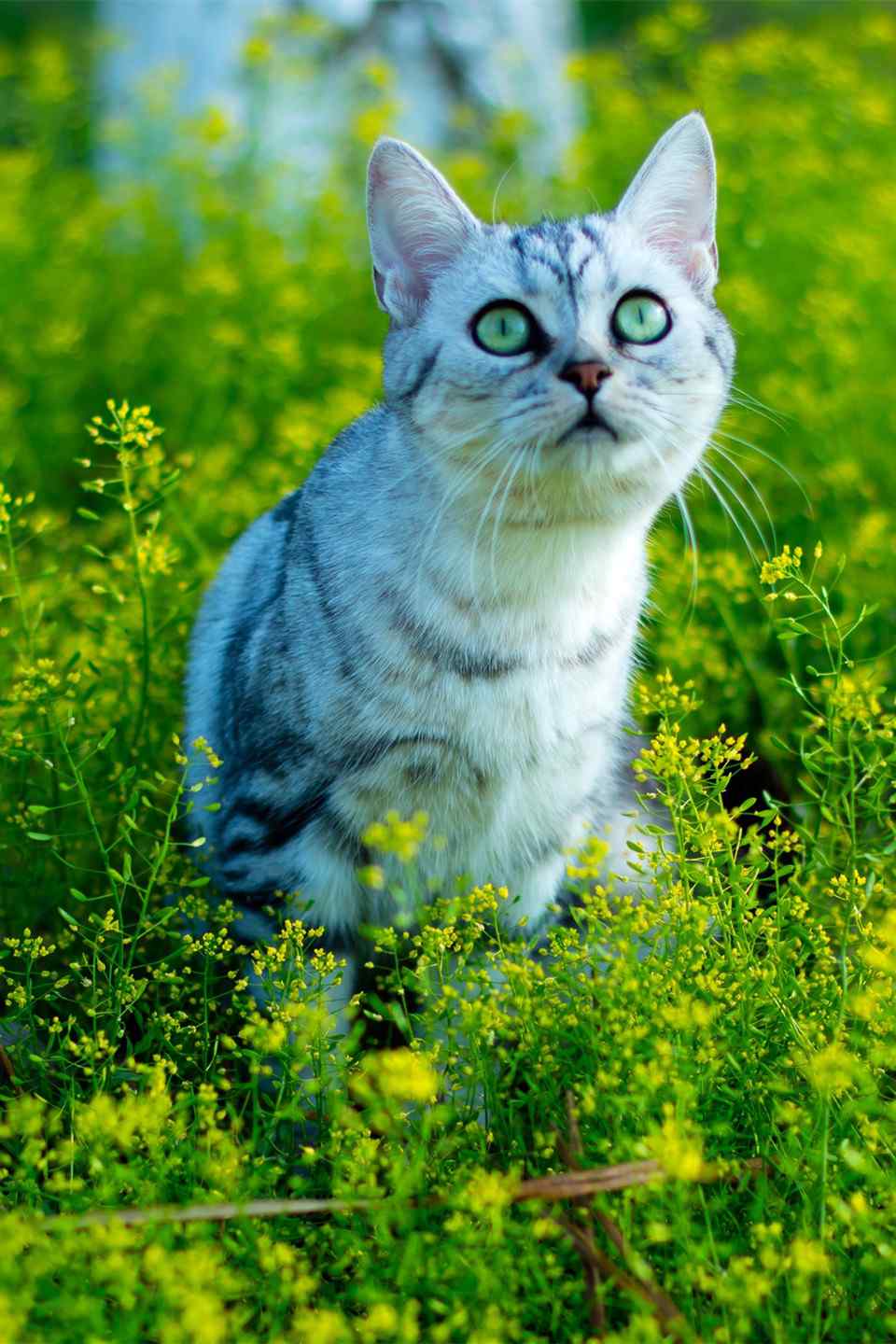 小清新草地上的猫咪手机壁纸