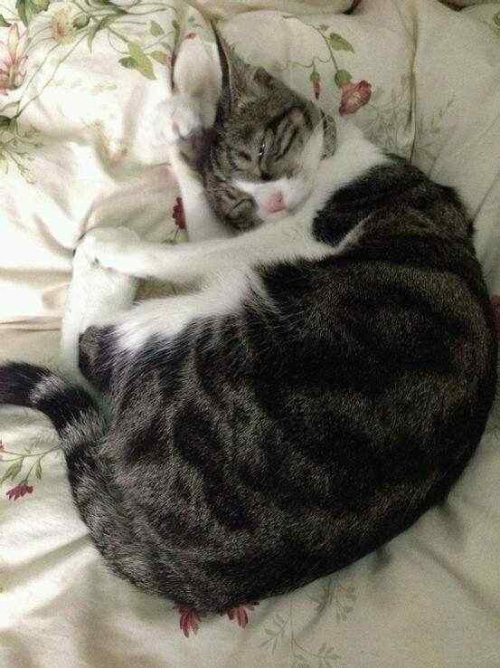 萌萌哒英短猫咪睡着手机壁纸