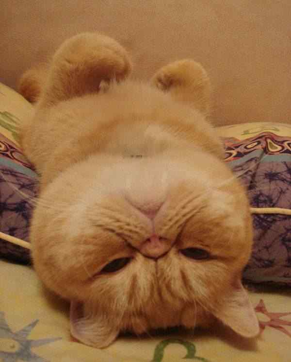 胖胖哒猫咪搞笑手机壁纸