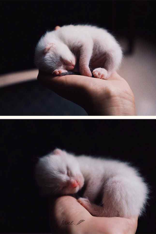 刚出生的小奶猫手机壁纸