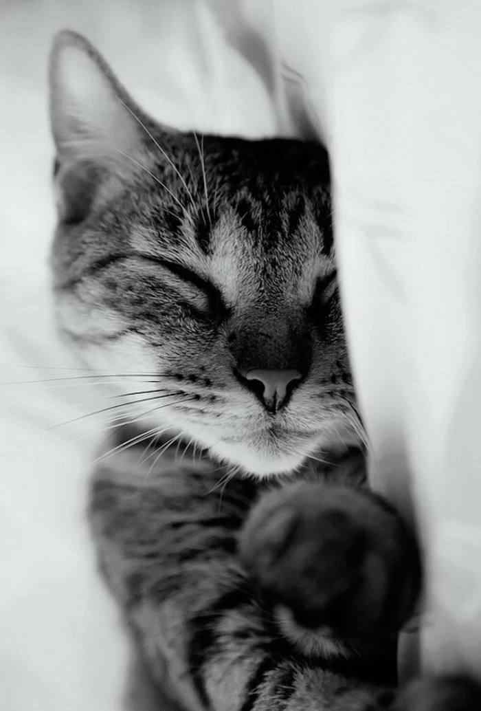 睡着的英短猫咪手机壁纸