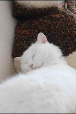 睡着的白色猫咪手