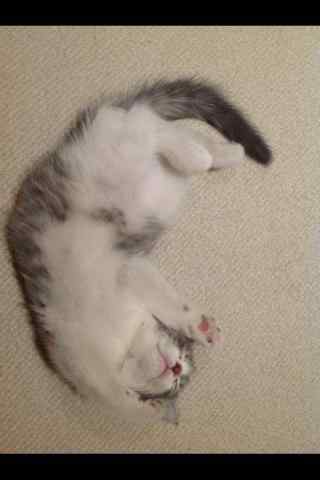 呆萌的猫咪睡姿手机壁纸
