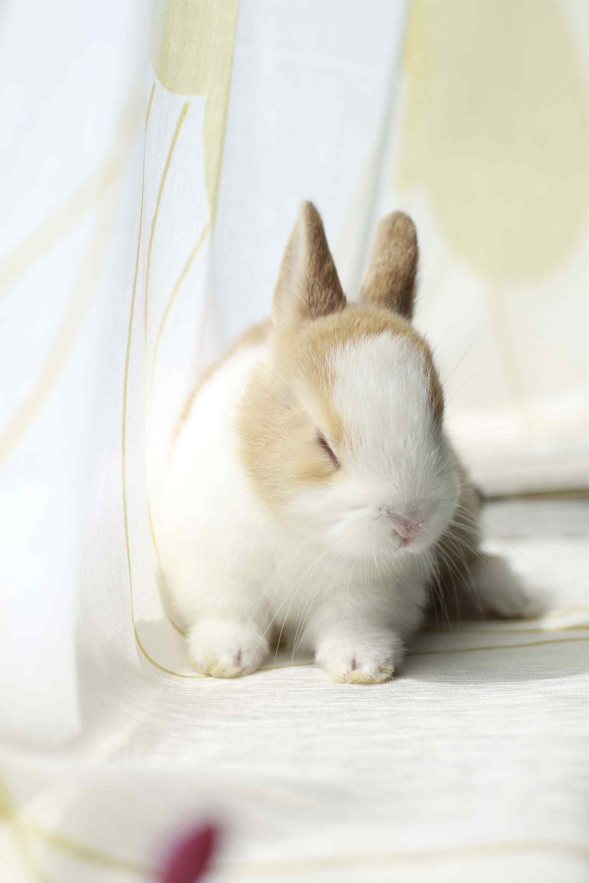 萌萌哒窗边上的小兔子手机壁纸