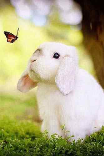 可爱小兔子与蝴蝶手机壁纸
