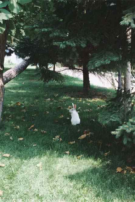 绿草地上的小兔子手机壁纸