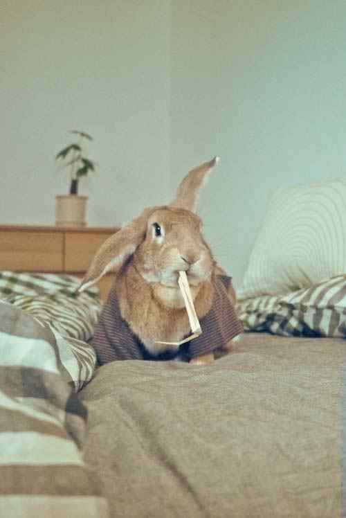 吃东西的小兔子手机壁纸