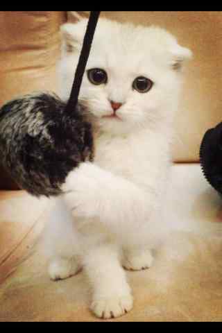 可爱白色的短毛猫