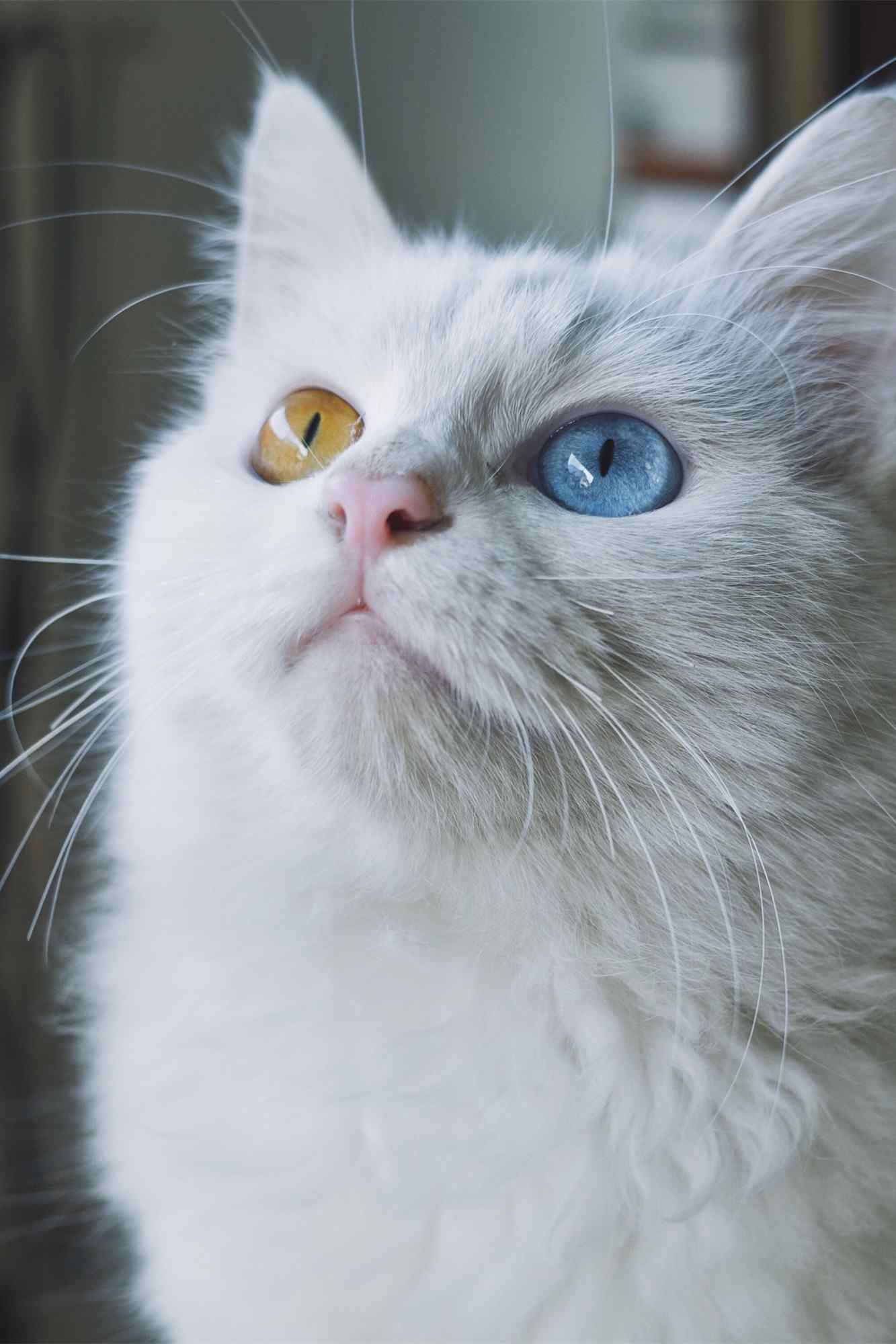 波斯猫|摄影|动物|AMYWORKS赛猫摄影 - 原创作品 - 站酷 (ZCOOL)