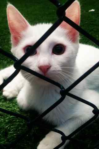 白色好看的波斯猫