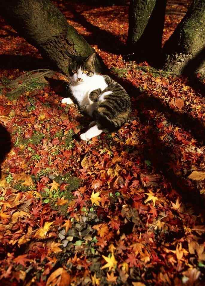在落叶上打滚的猫咪手机壁纸