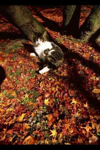在落叶上打滚的猫咪手机壁纸
