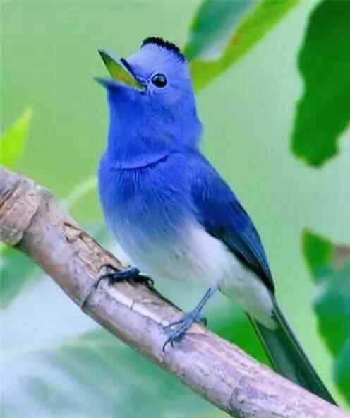 可爱蓝色小鸟手机壁纸