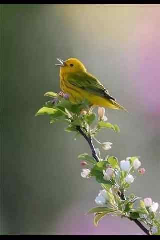 可爱的唱歌的小鸟