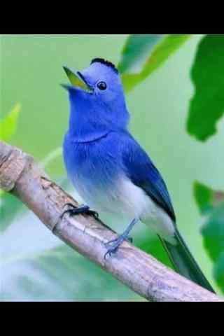 可爱蓝色小鸟手机