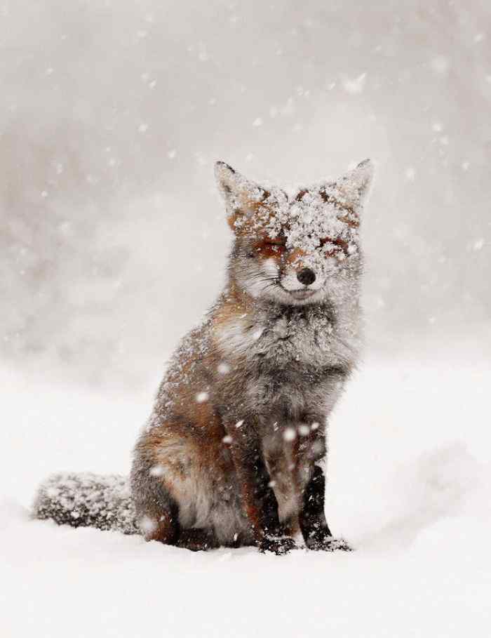 雪地里的小狐狸手机壁纸