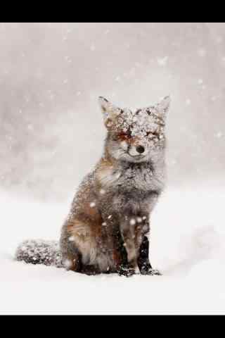 雪地里的小狐狸手机壁纸