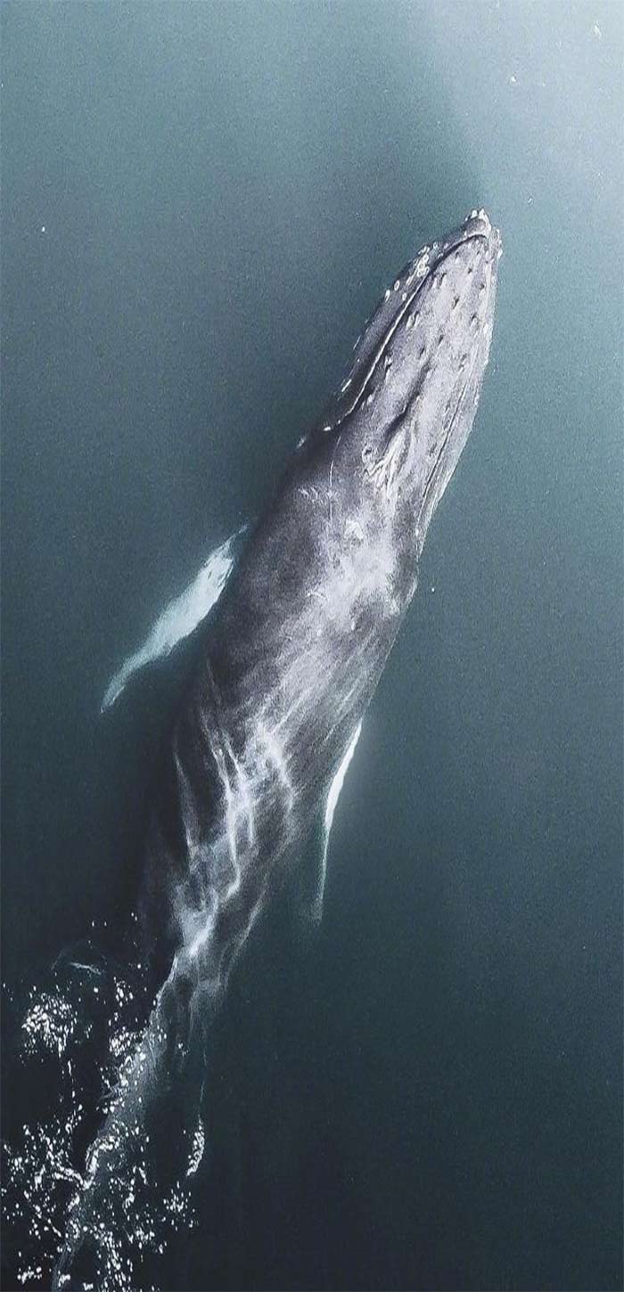 海洋中的须鲸唯美高清手机壁纸