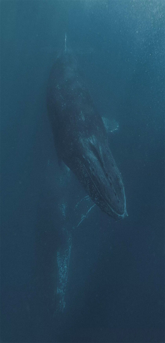 深海中的鲸鱼高清手机壁纸 手机壁纸 桌面天下 Desktx Com
