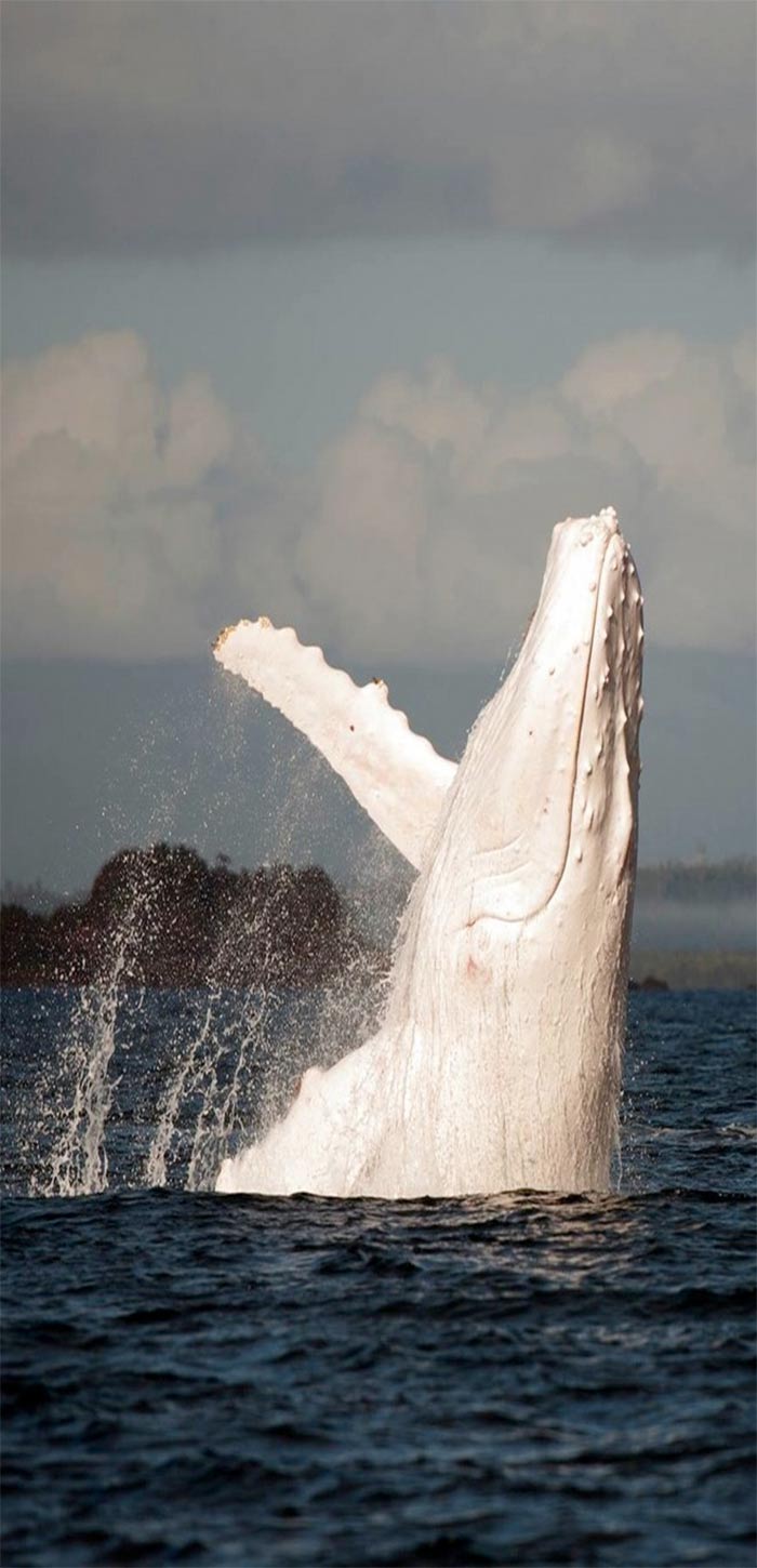 纯白色鲸鱼跃出水面高清手机壁纸