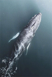 海洋中的须鲸唯美