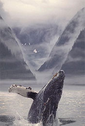 鲸鱼飞身跃出水面