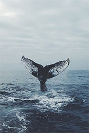 鲸鱼尾巴唯美高清
