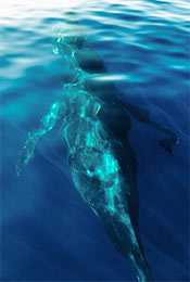 水面下的巨大鲸鱼高清唯美手机壁纸