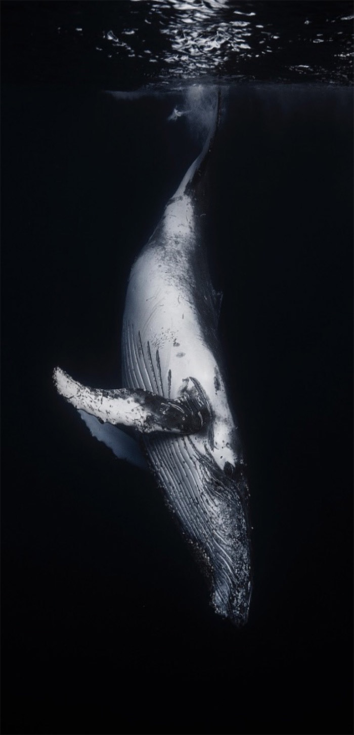 鲸鱼黑白高清手机壁纸图片