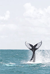 鲸鱼尾巴卷起水浪